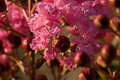 lagerstroemia