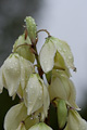 yucca