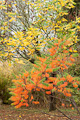 rhus