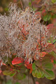 smoke bush