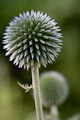 echinops