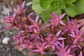 sedum
