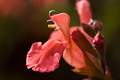 salvia gregii